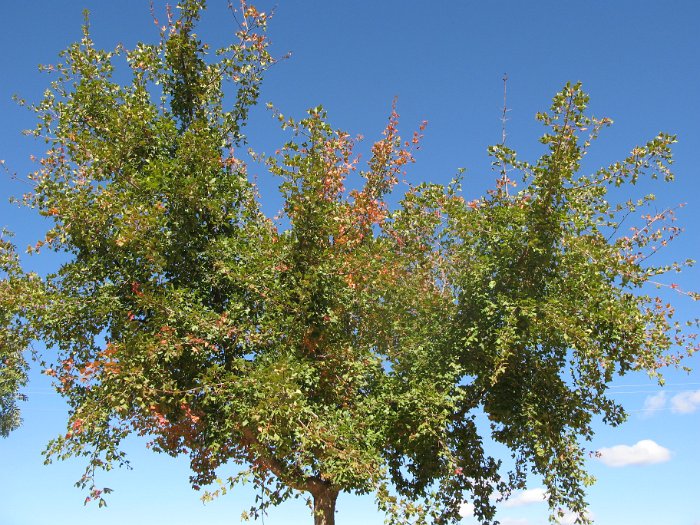 Acer monspessulanum (8)